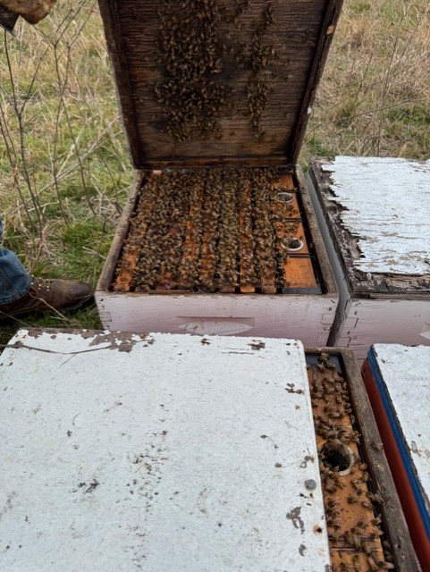 Experienced beekeeper carefully inspecting bees in a healthy hive